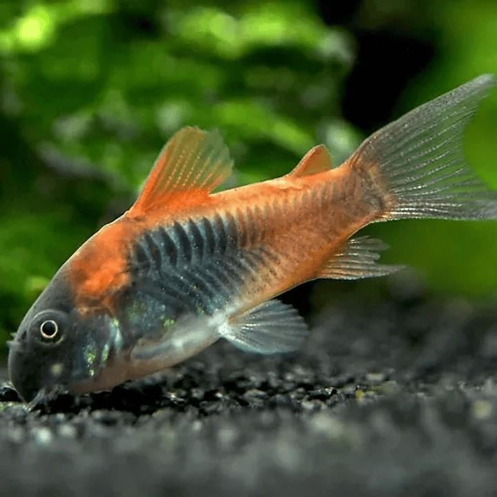Corydoras Orange Venezuela - Locatie Munsterbilzen BE, Vis, Zoetwatervis, Schoolvis