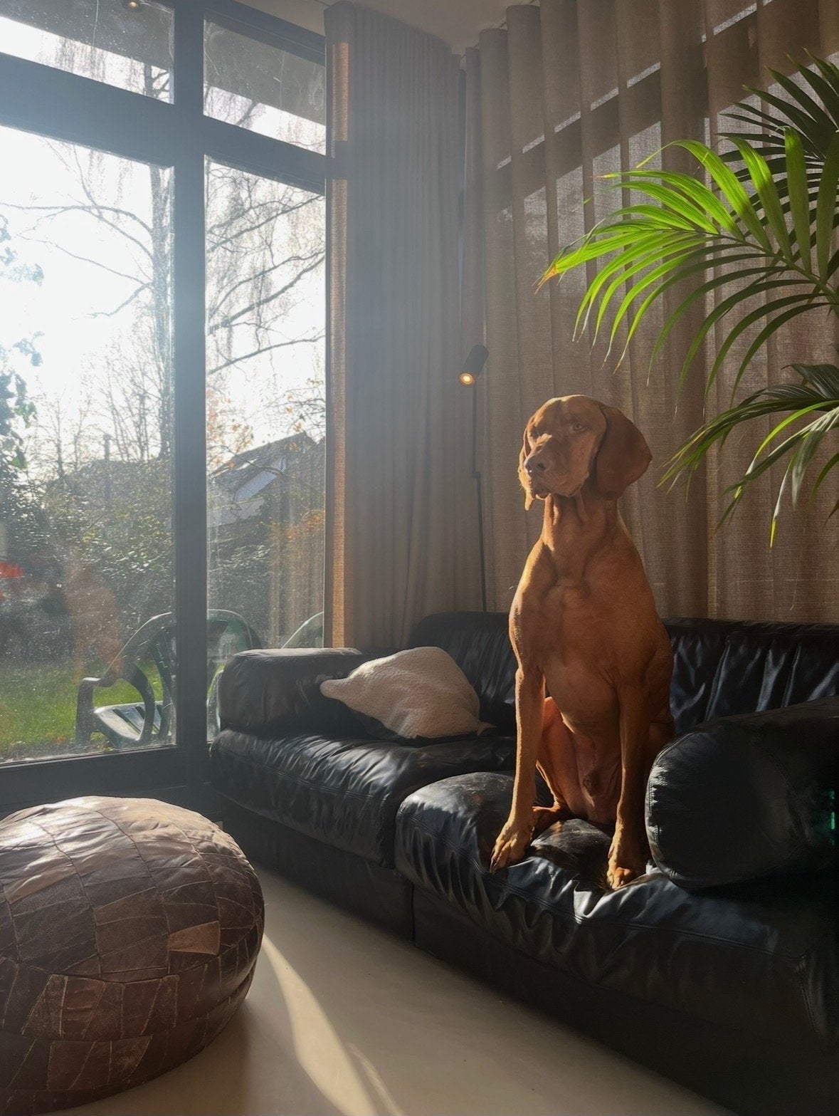 Co-ouderschap gezocht voor Vislza, 6 jaar of ouder, Reu, Parvo, Eén hond