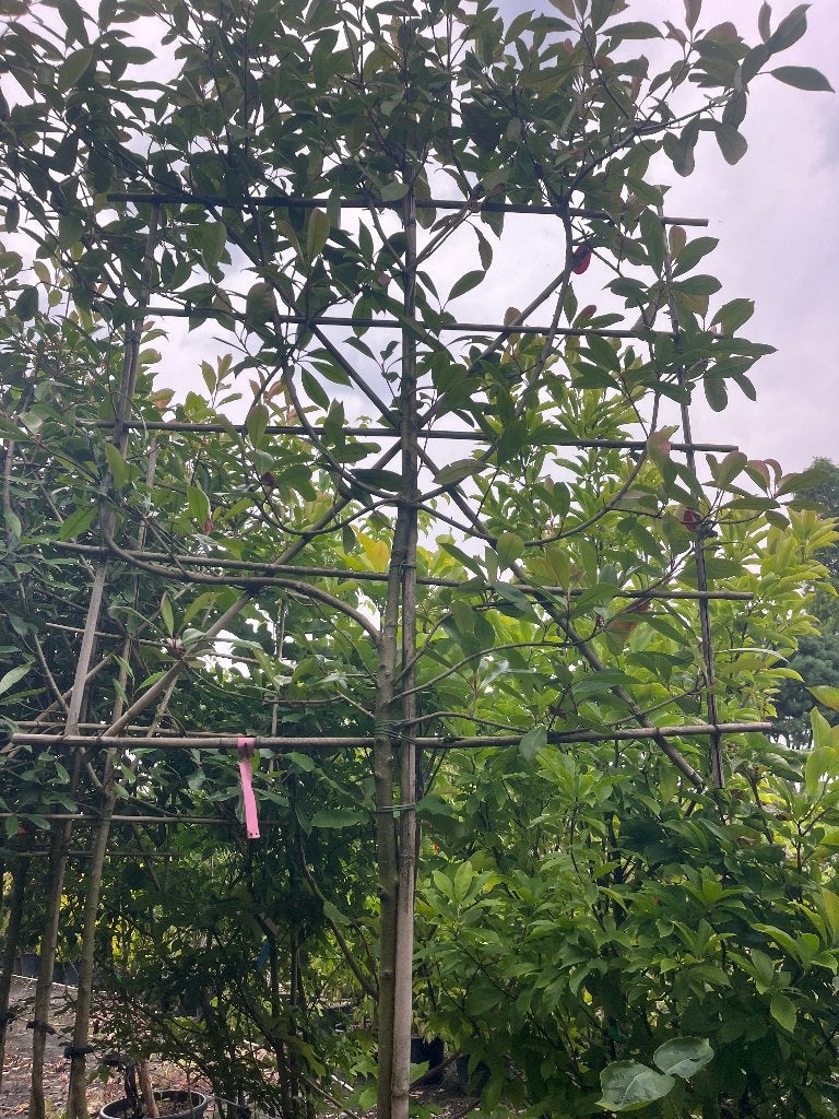 Leiboom restpartij OP=OP stam 160en170cm hoog NU €100,= pst, Ophalen, Leiboom, Halfschaduw, Lente