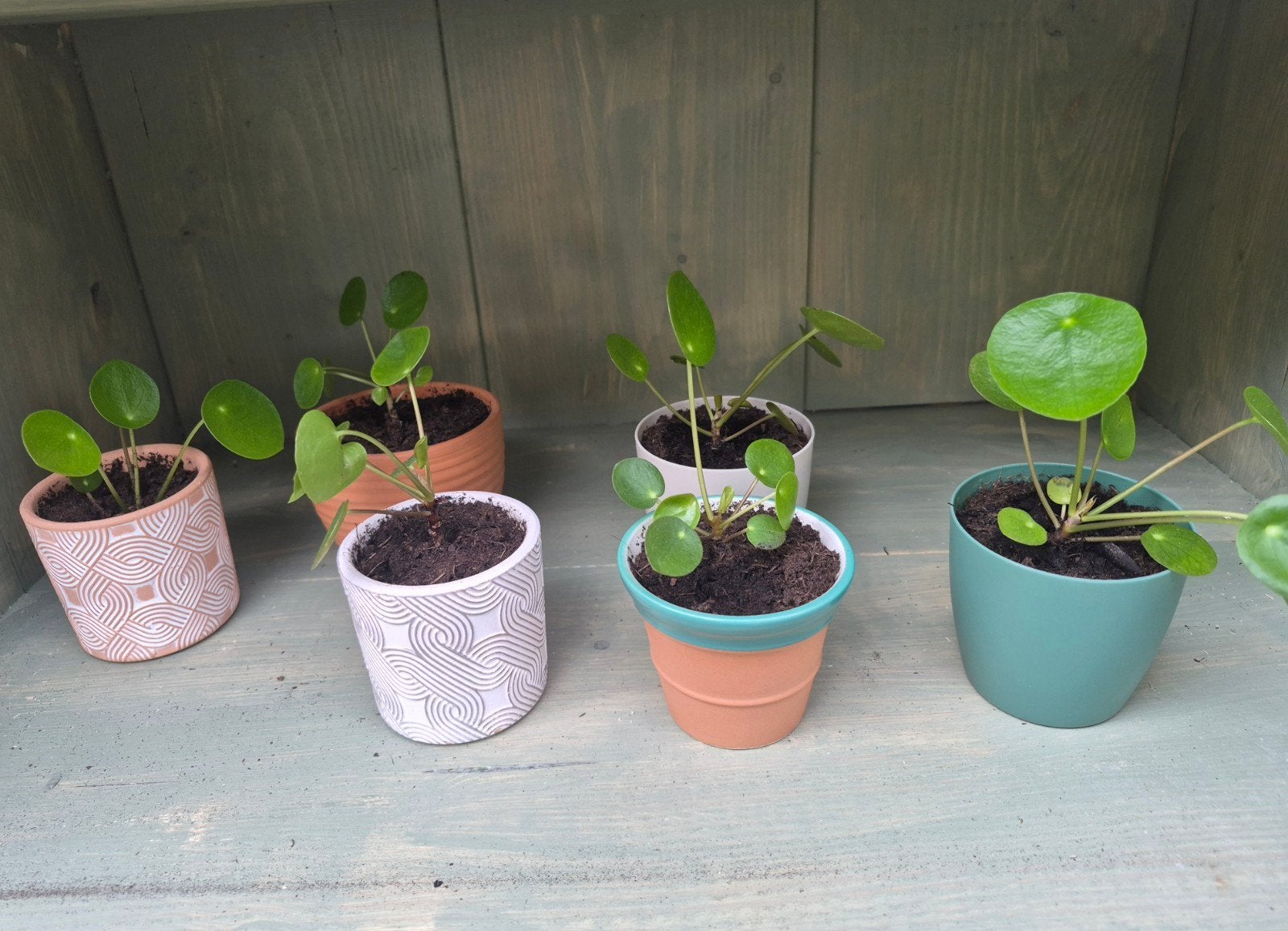 Jonge pannenkoekplantjes incl potjes, Ophalen, Halfschaduw, In pot, Minder dan 100 cm