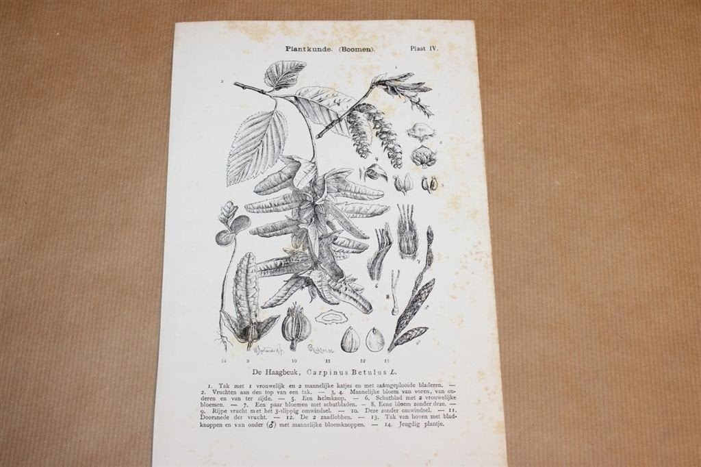 Antieke botanische prent - Haagbeuk boom - 1875 !!, Verzamelen, Ophalen of Verzenden, Voor 1940, Gebruikt, Overige onderwerpen