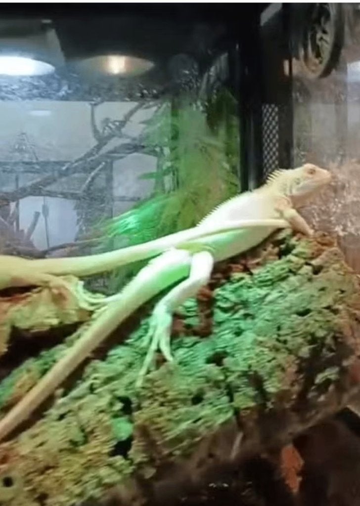 Iguana Iguane Snow 2025, Dieren en Toebehoren, Hagedis, 0 tot 2 jaar