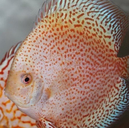 Discus - Snow Eruption- Ca 6 cm - koidream Valburg, Vis, Zoetwatervis