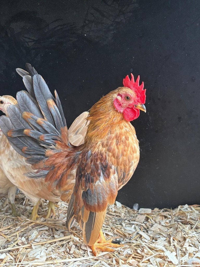 Serama haantje met evt klein hennetje, Meerdere dieren, Kip
