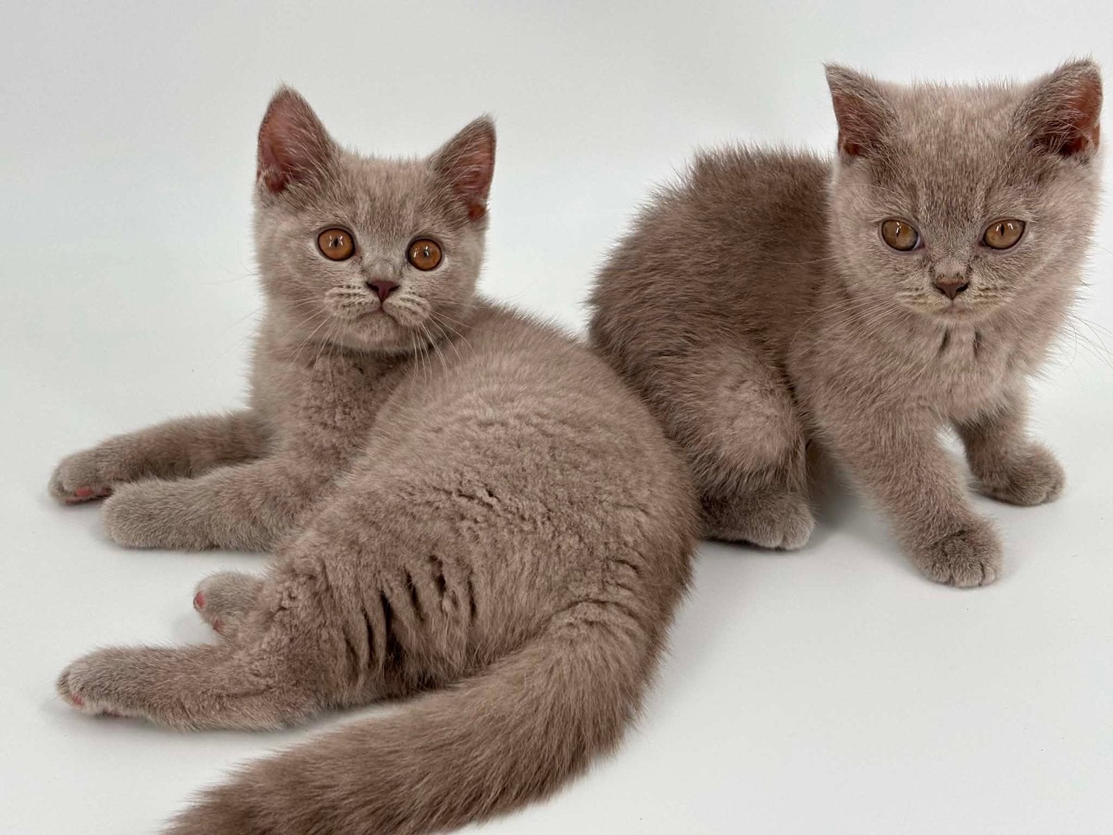 Brits Brits korthaar kittens poesjes, Dieren en Toebehoren