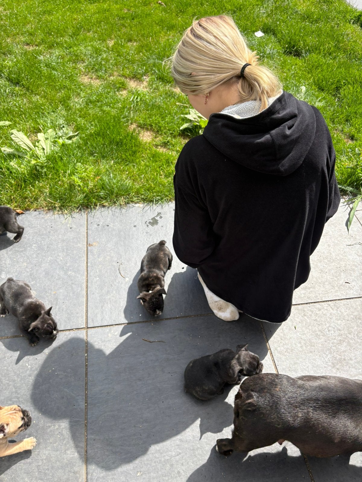 Franse bulldog pups te reserveren, Dieren en Toebehoren, Parvo, 8 tot 15 weken, Bulldog, Meerdere