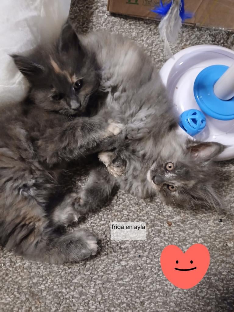 Maine coon kittens, Meerdere dieren, Ontwormd, 0 tot 2 jaar
