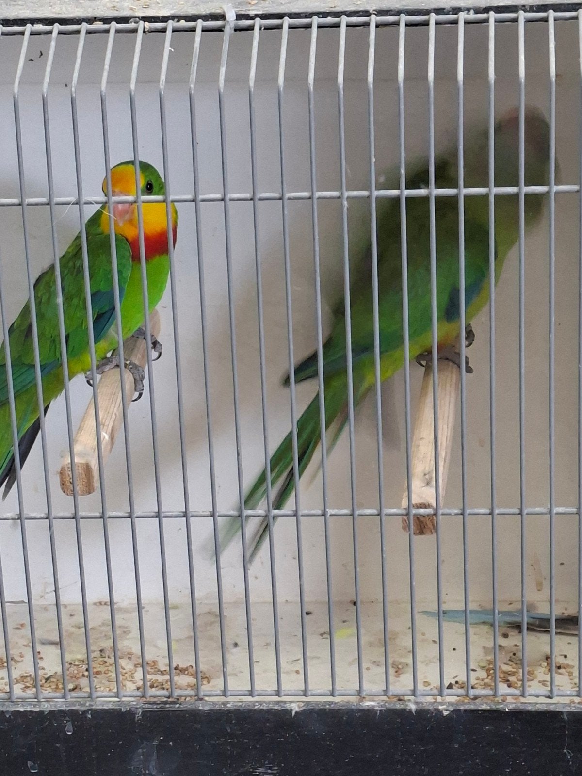 koppel barraband, Dieren en Toebehoren, Vogels | Parkieten en Papegaaien, Meerdere dieren, Parkiet