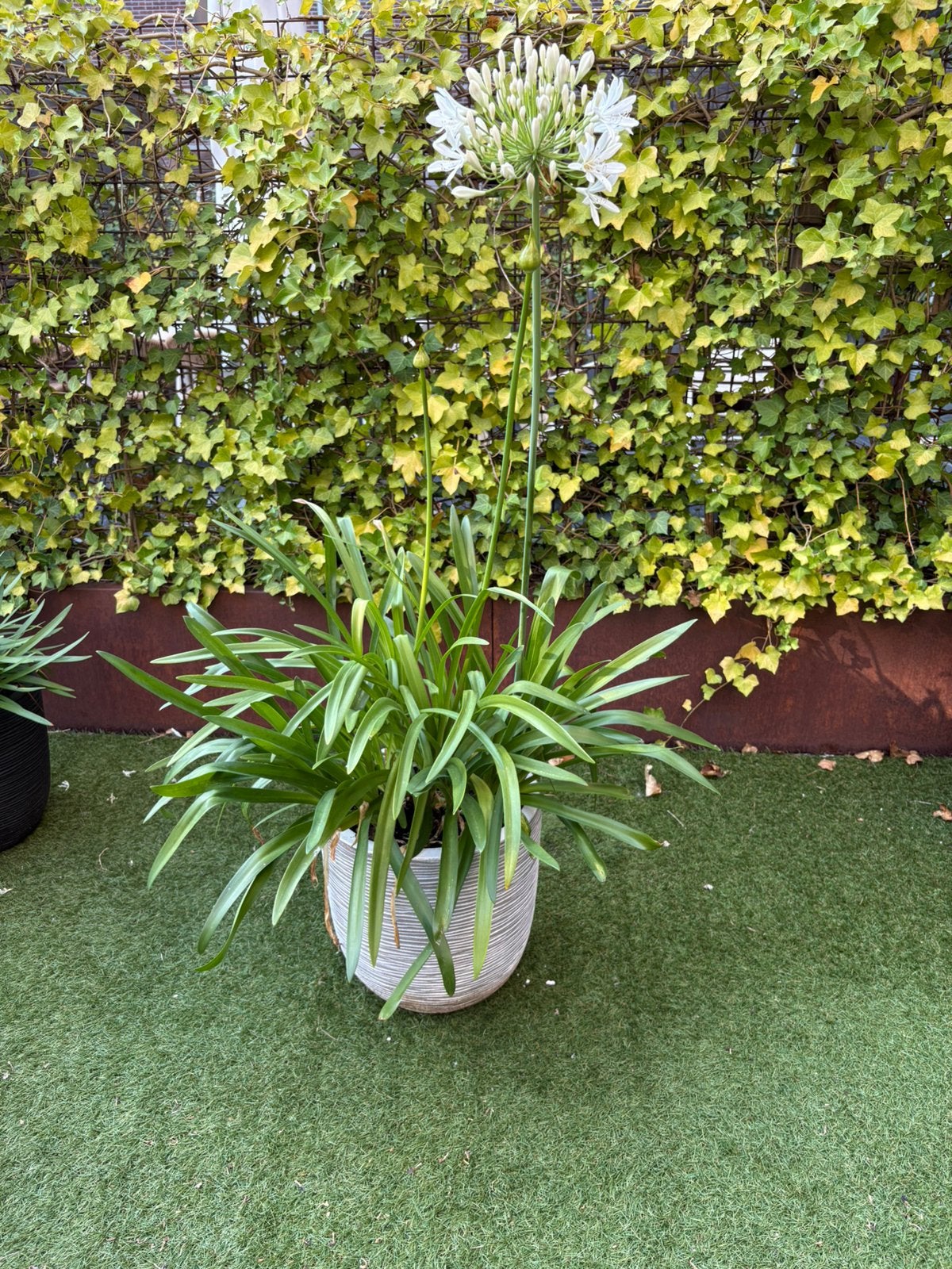 Agapanthus grote witte bloen in Capi pot, Ophalen, Overige soorten, Volle zon