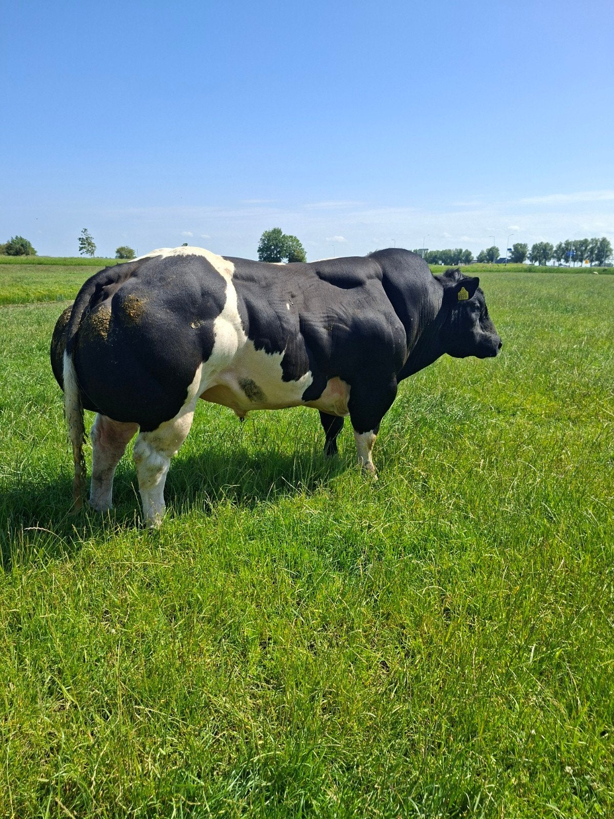 SUPERRR DIKBIL DEKSTIER STAMBOEK!!!, Dieren en Toebehoren, Runderen, Mannelijk