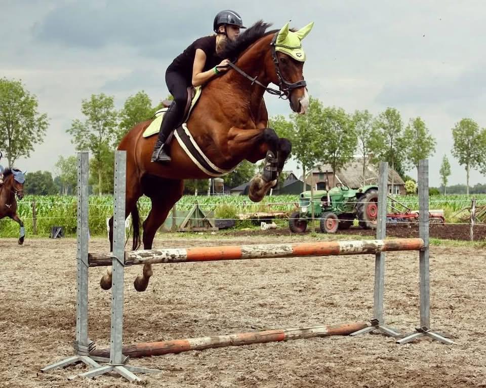 Lief paard zoekt leaser! Verzorgpaard, bijrijder, leasepaard, Ruiter of Bijrijder