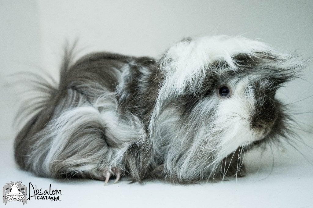 Choco zilvervos witte peruvian cavia, Dieren en Toebehoren, Cavia, Mannelijk, Mei, Tam