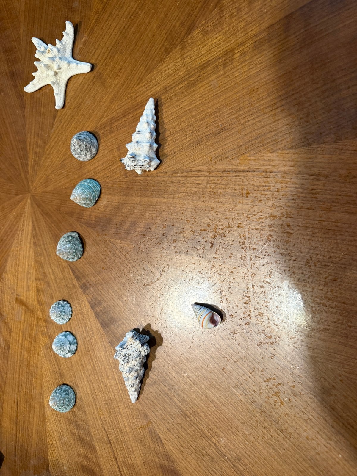 Diverse fossielen, Ophalen, Schelp(en)