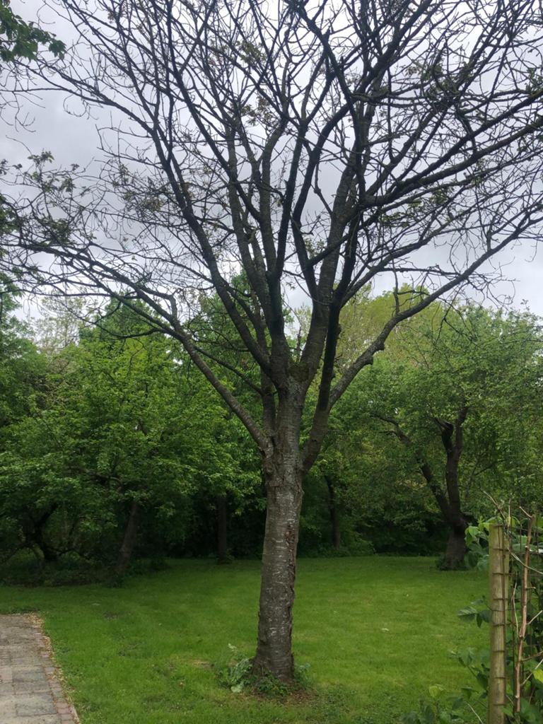 Te koop kersenboom gezaagd., Tuin en Terras, Minder dan 3 m³, Ophalen, Overige houtsoorten, Blokken