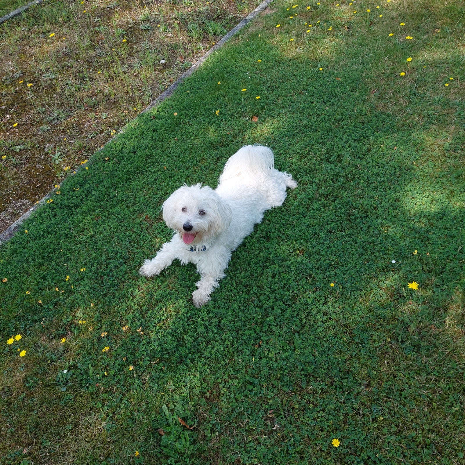 Malteezer, 1 tot 2 jaar, Parvo, Eén hond, Nederland