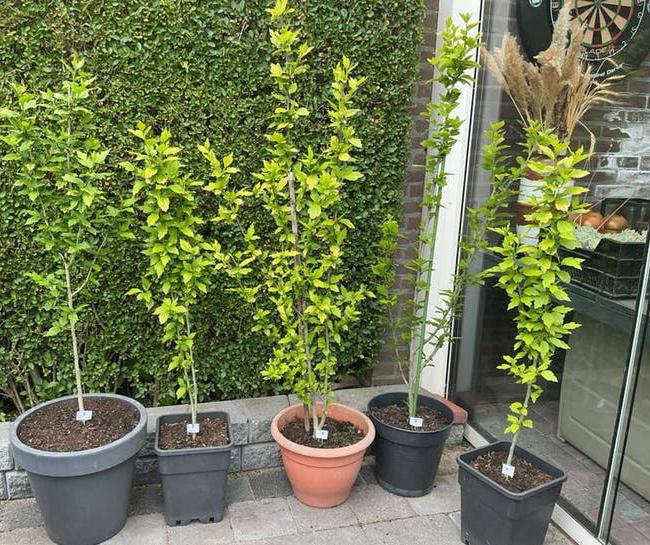 Hibiscus struikjes / boompjes in diverse maten🌸🌺, Tuin en Terras, Planten | Bomen, Overige soorten, 100 tot 250 cm, Zomer, Ophalen