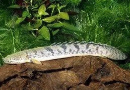 polypterus weeksii €59,95, Dieren en Toebehoren, ..................................................................., ...................................................................
