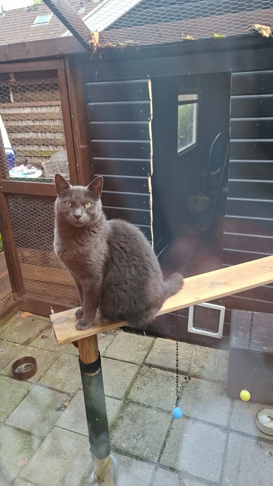 met spoet  goed huis gezocht voor Lucky, Kater, Gechipt, 3 tot 5 jaar