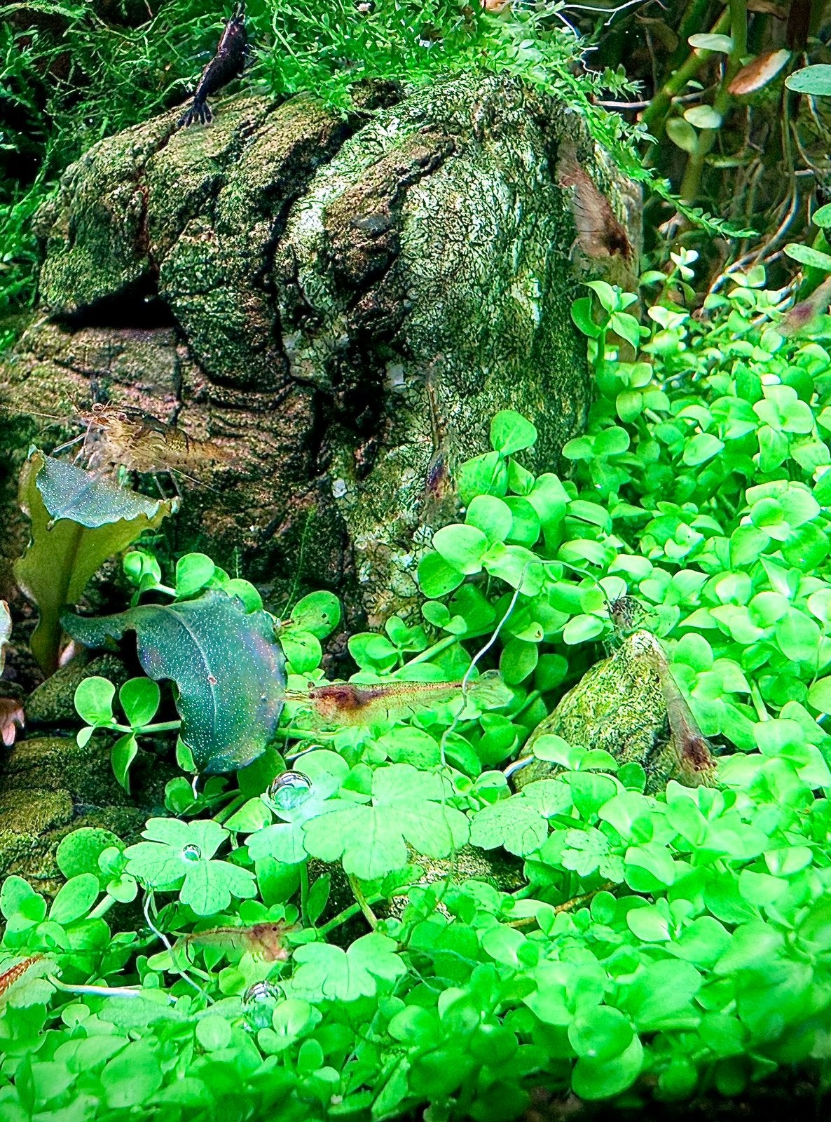 Bodembedekker mix - aquariumplant, Ophalen, Nieuw, Plant(en), Steen of Hout