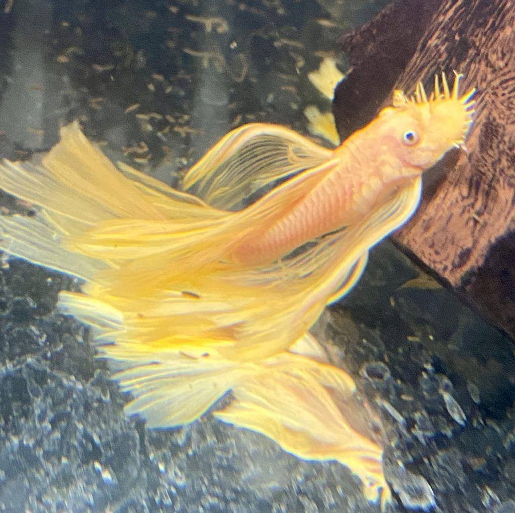 Ancistrus Yellow Longfin L144 4 cm, Dieren en Toebehoren, Vis, Zoetwatervis