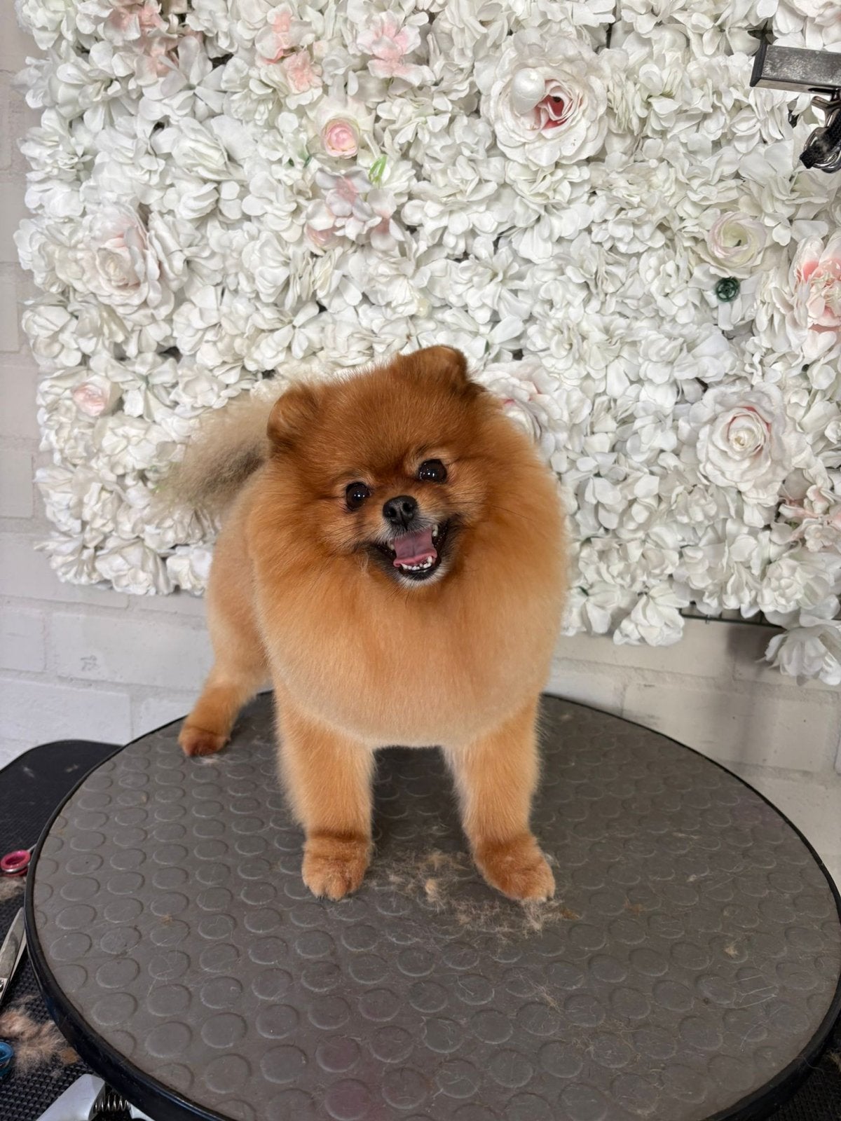Origineel pomeranian dekreu, Reu, Parvo, Eén hond, 3 tot 5 jaar