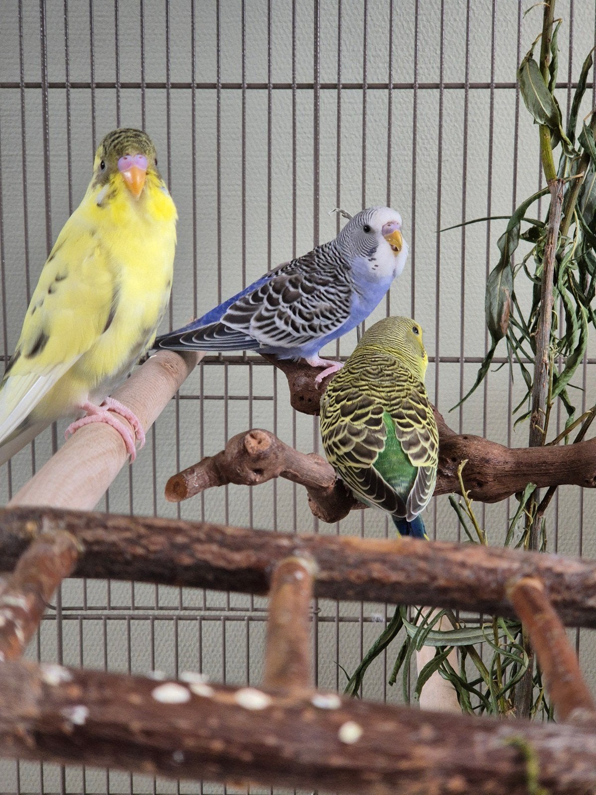 4 grasparkieten, Dieren en Toebehoren, Vogels | Parkieten en Papegaaien, Parkiet