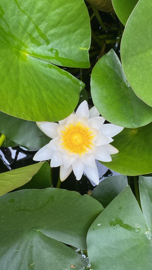 Waterlelie (Nymphaea) - Elegante vijverplant, Ophalen