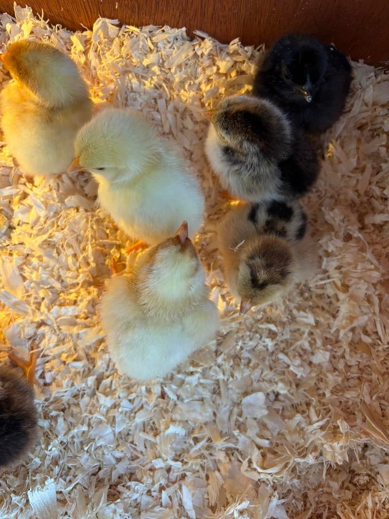 Kuikens te koop, Dieren en Toebehoren, Pluimvee, Meerdere dieren, Kip