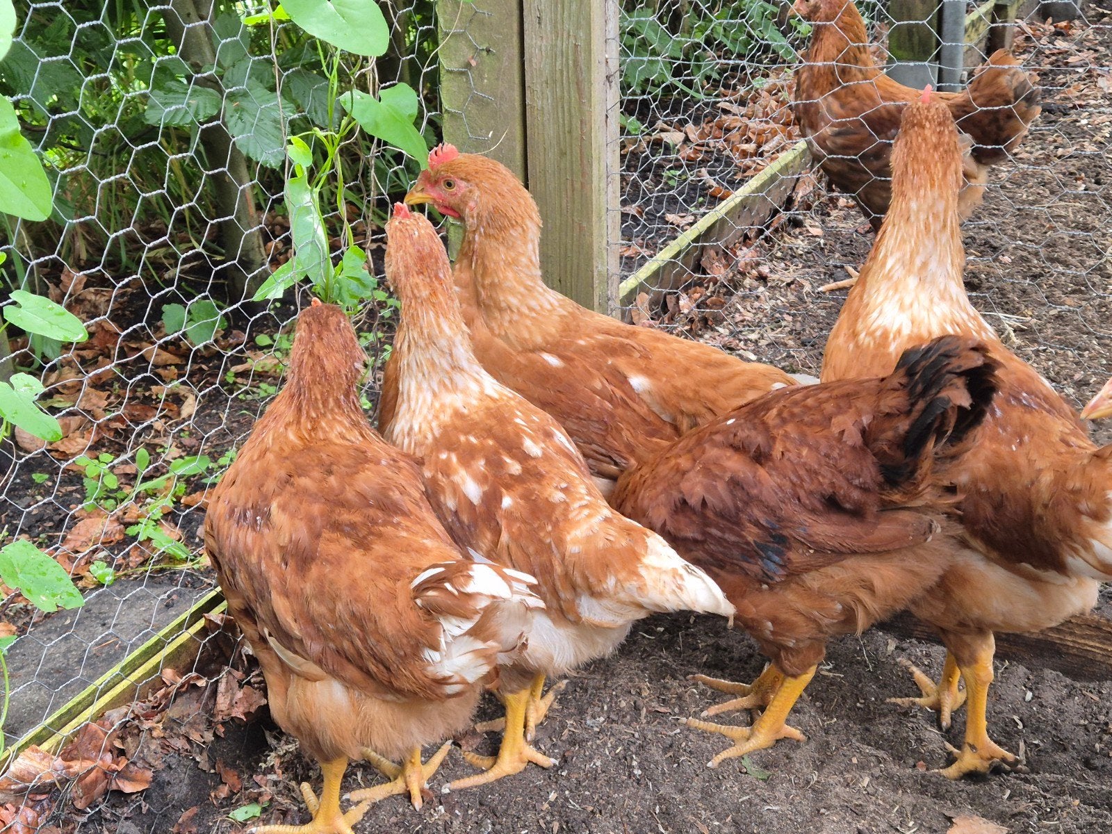 Hanen, Dieren en Toebehoren, Mannelijk, Kip