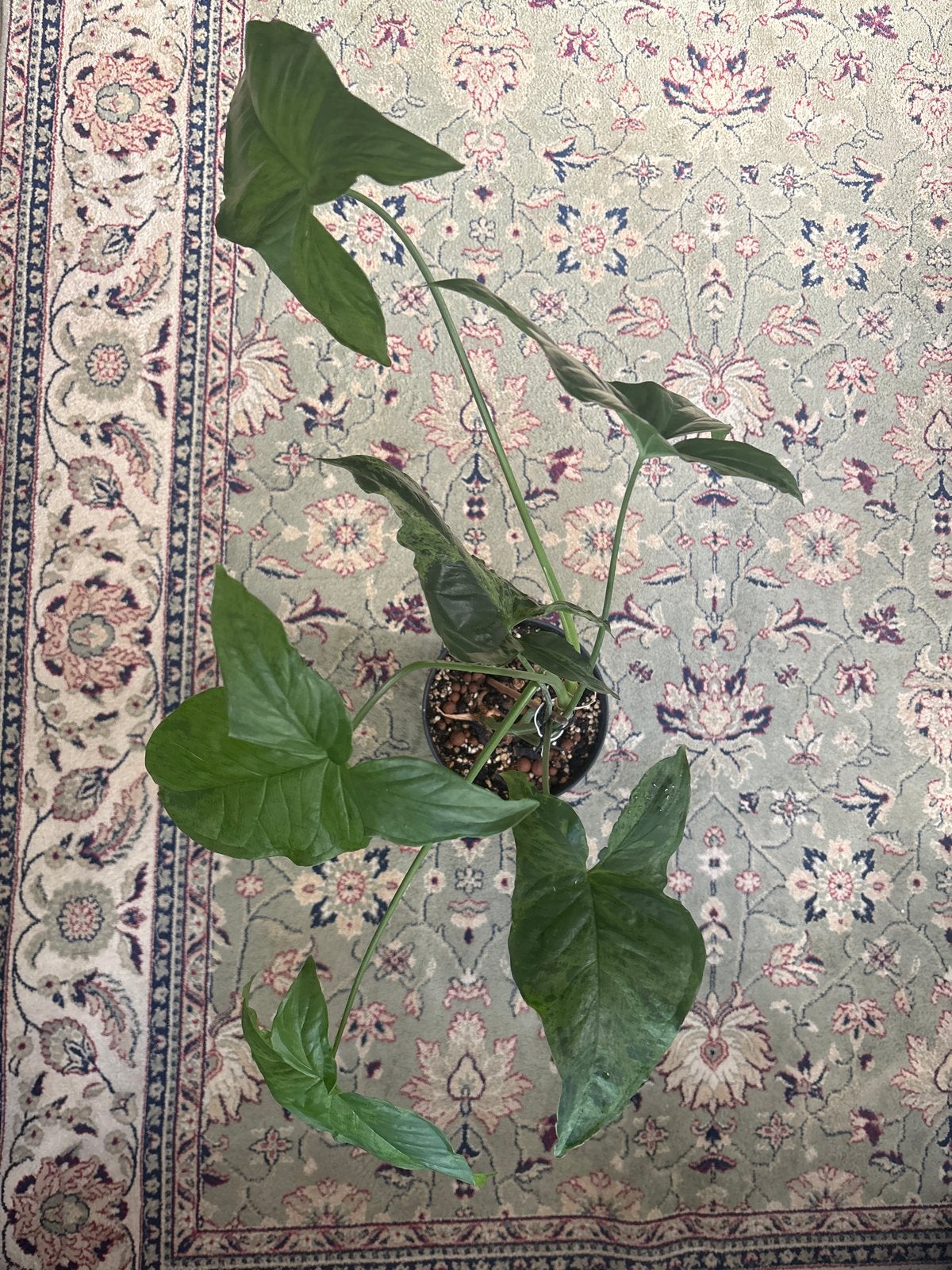 Syngonium podophyllum 'Mojito' (arrowhead plant) #7, Huis en Inrichting, Volledige schaduw, Overige soorten, Ophalen of Verzenden