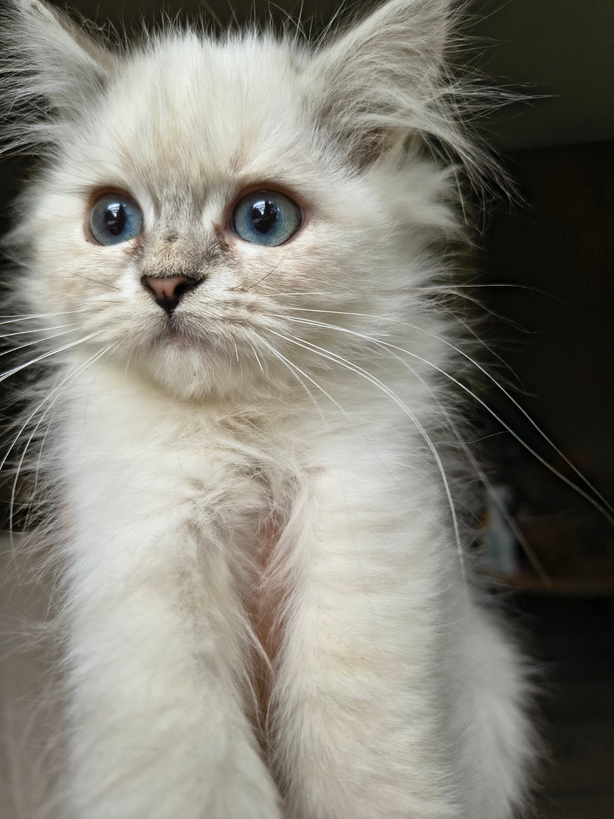 Siberische Neva masquerade x Perzische poes, Dieren en Toebehoren, Poes, Ontwormd