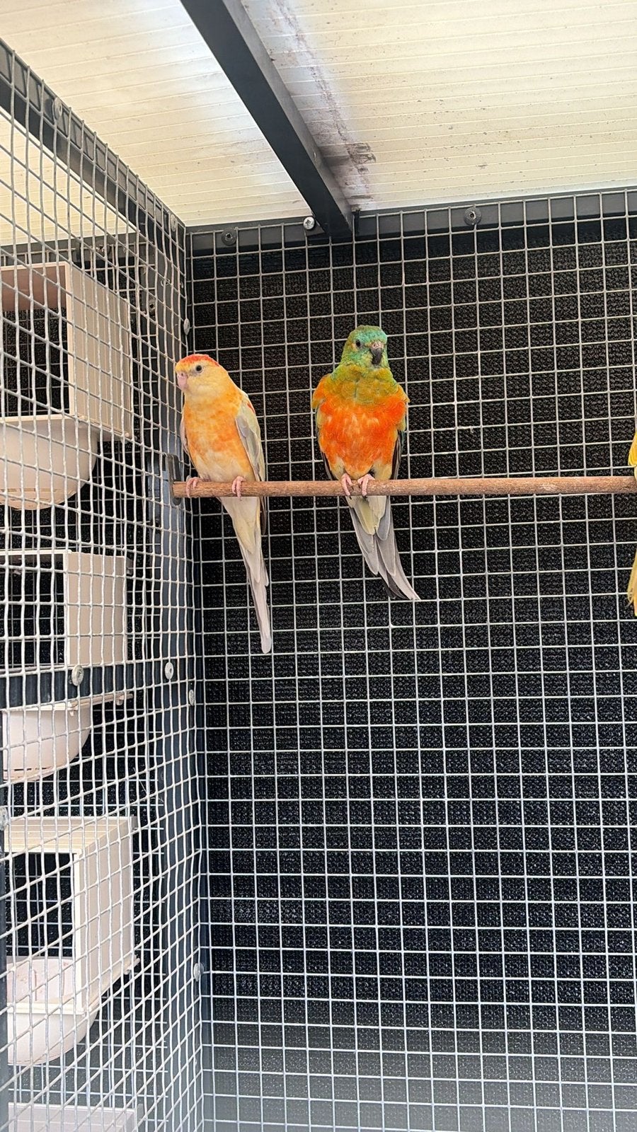 Roodruggen, Dieren en Toebehoren, Meerdere dieren, Parkiet