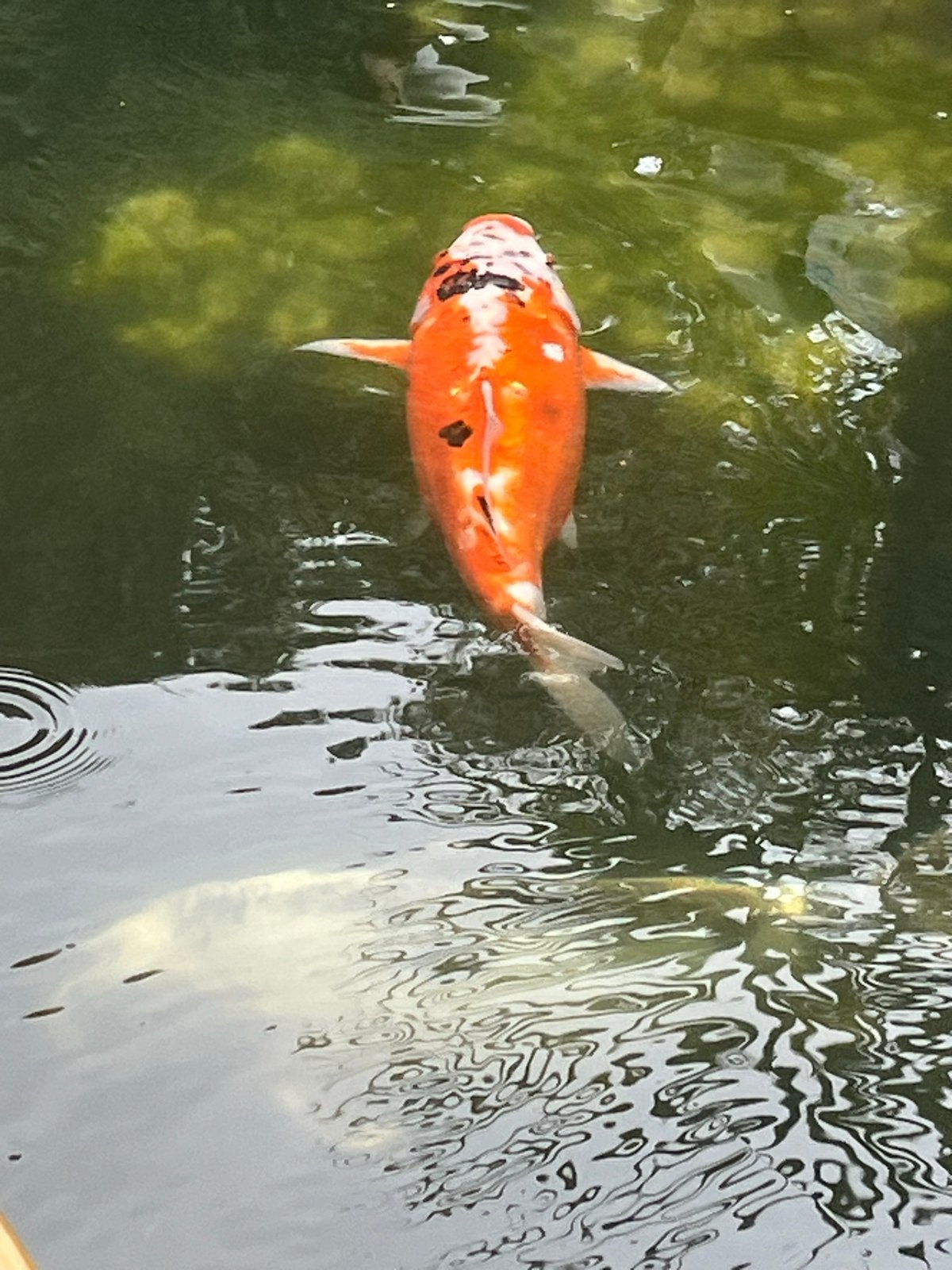 Koi 30 cm oranje- wit -zwart, Dieren en Toebehoren, Vissen | Vijvervissen, Karper of Koi