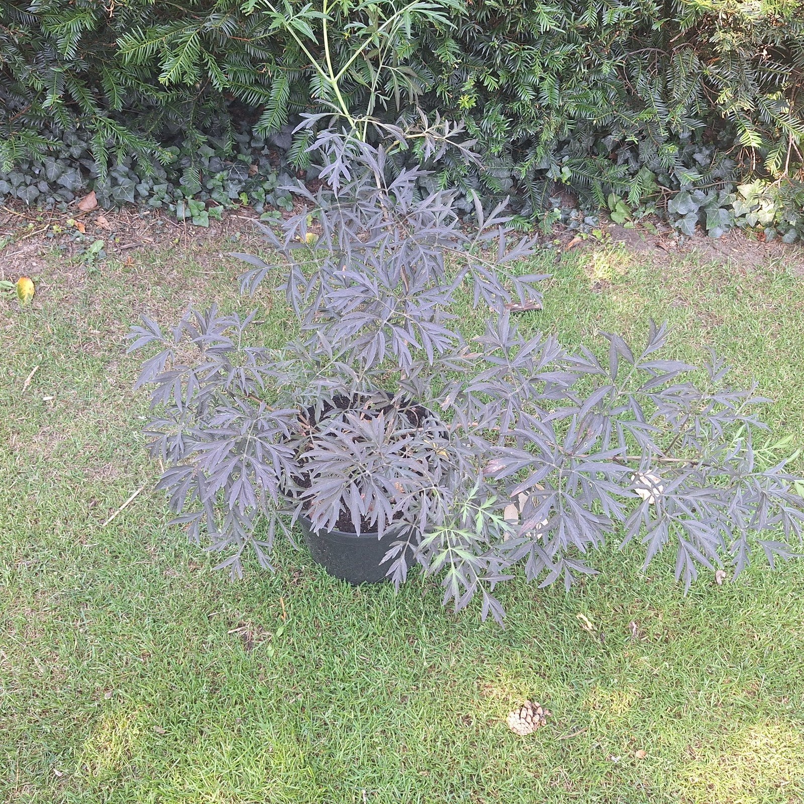 Zwarte Vlier 'Black Lace' - Sierlijke Heester, Volle zon, Vaste plant, Zomer, Ophalen
