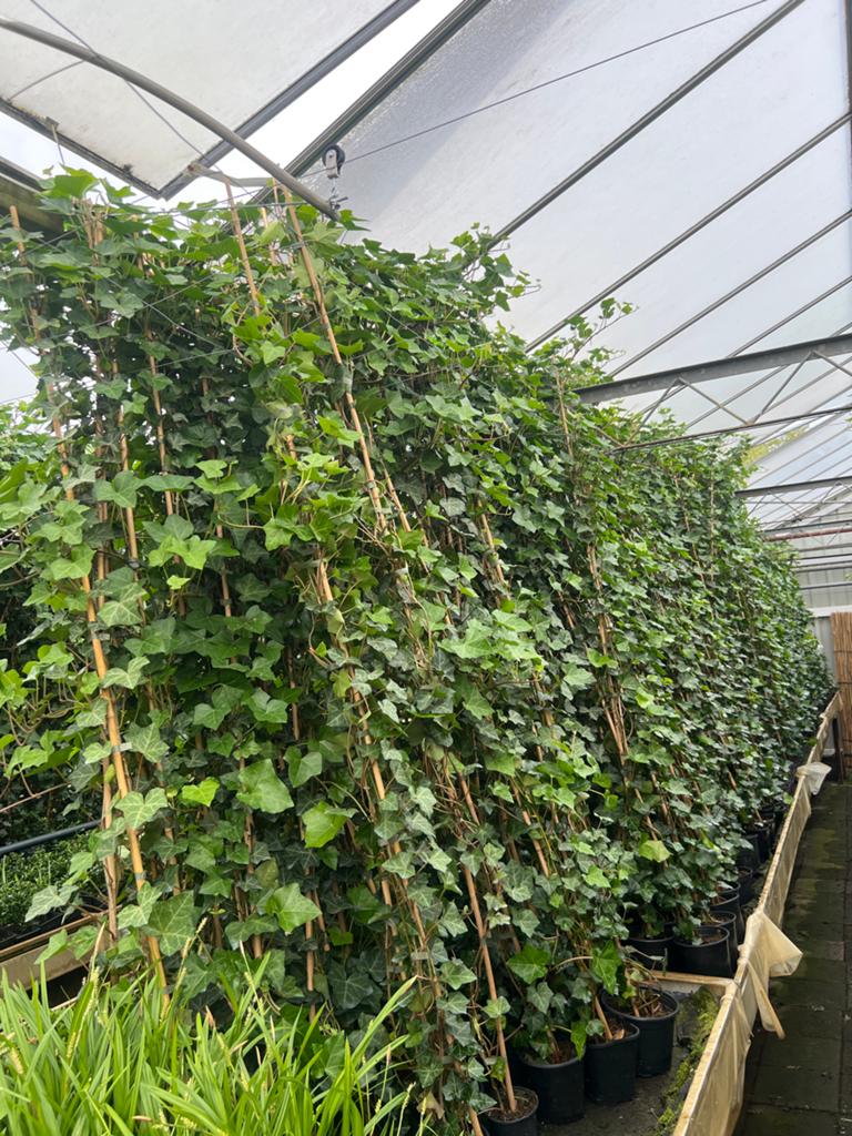 Hedera Hibernica - Ierse klimop 60/80 tot 200/225 cm staffel, Vaste plant, Ophalen of Verzenden, Bloeit niet, Halfschaduw