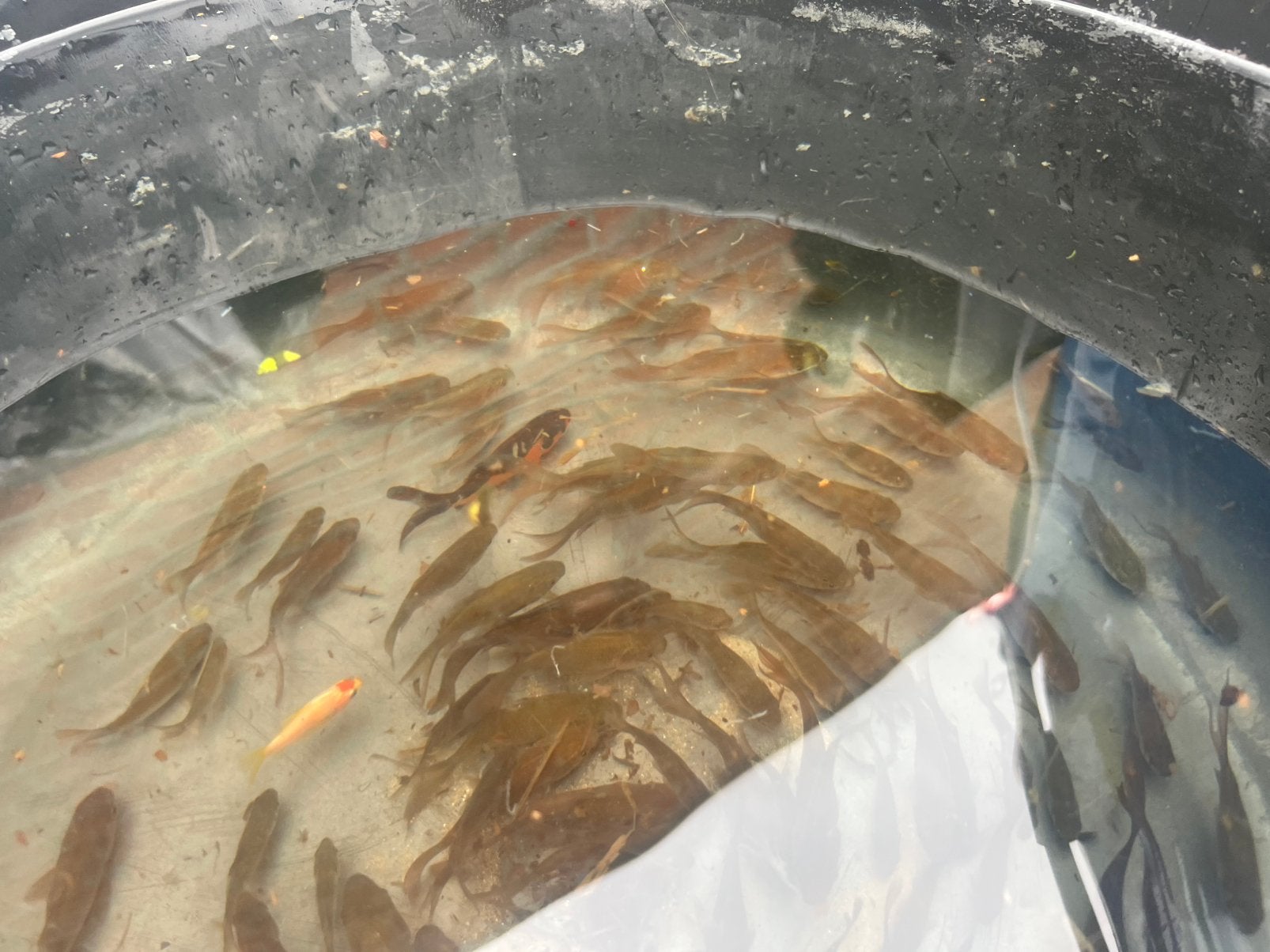 100+ jonge goudvisjes, sluier en sarasa, Karper of Koi