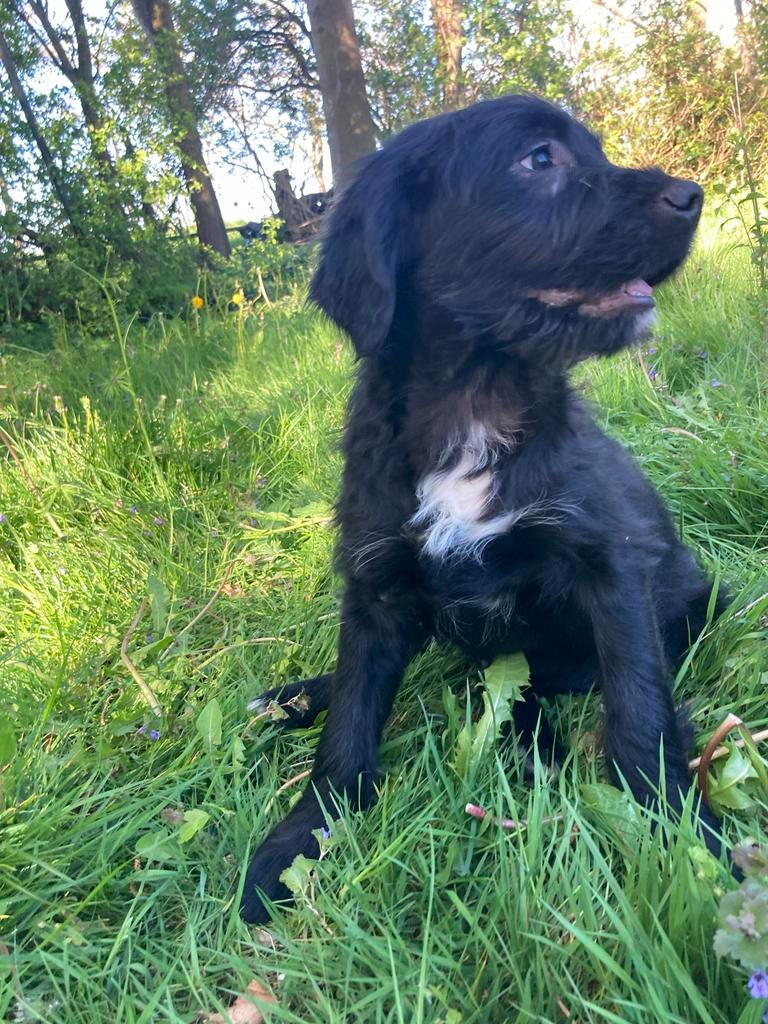 2 lieve reutjes stabij x schapendoes x golden retriever, Dieren en Toebehoren, 15 weken tot 1 jaar, Reu, Parvo, Meerdere