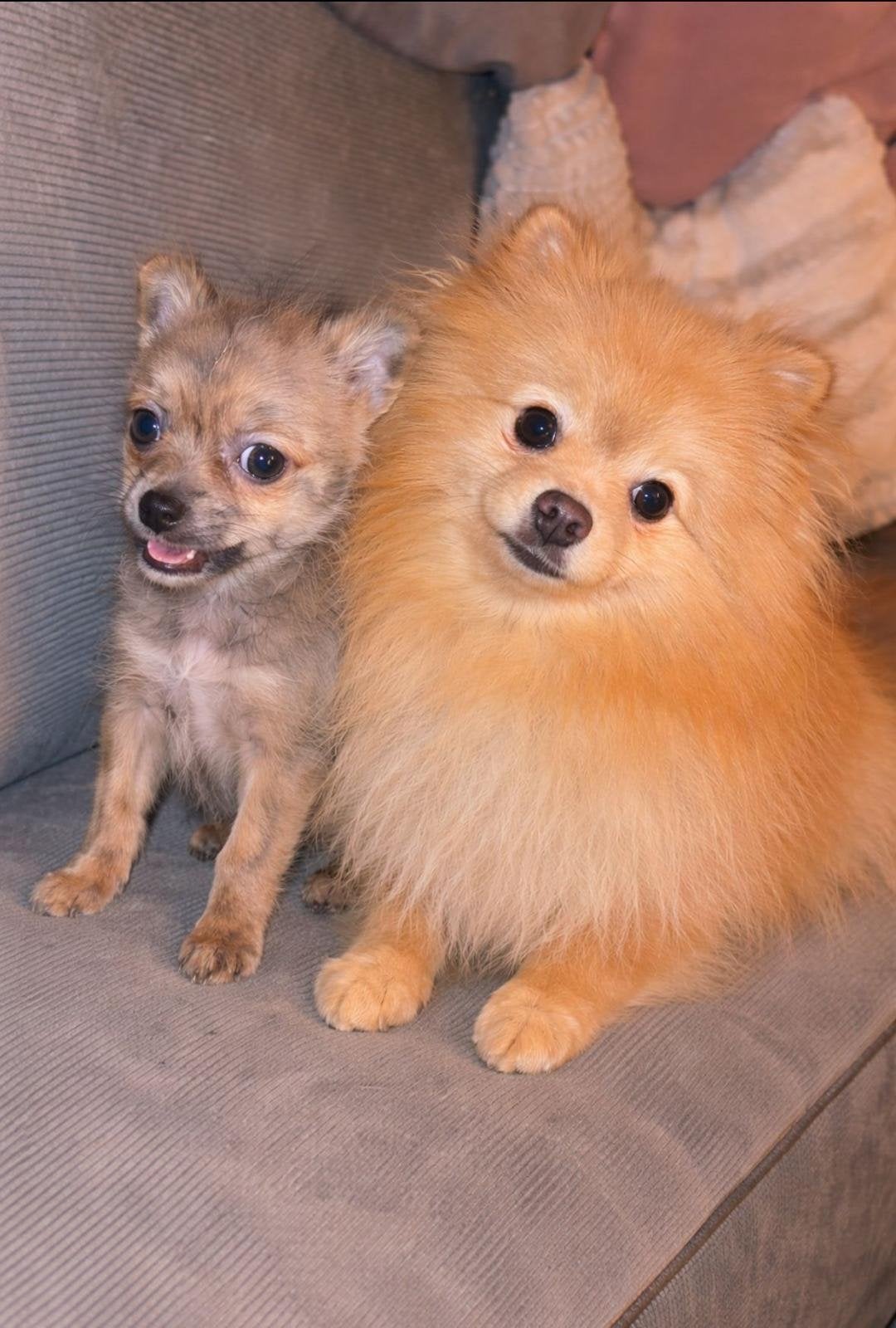 Bert, Dieren en Toebehoren, Honden | Chihuahua's en Gezelschapshonden, Parvo, Eén hond, 3 tot 5 jaar, Nederland