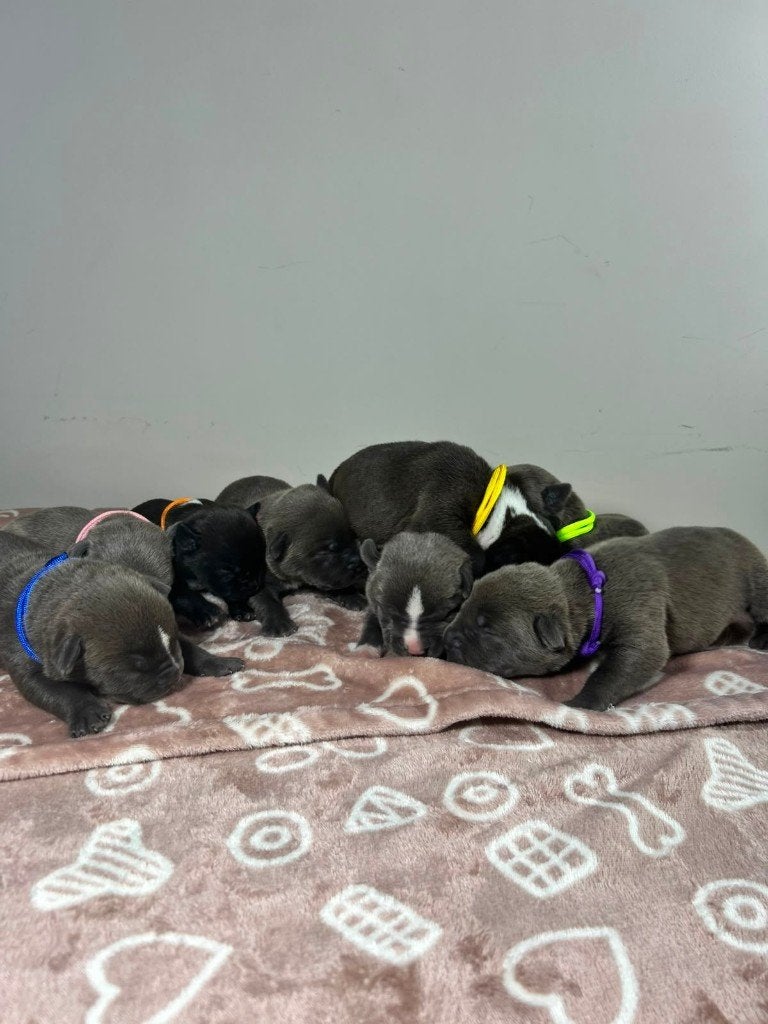 ABKC American Bully xl pups, Parvo, Overige rassen, 8 tot 15 weken, Meerdere