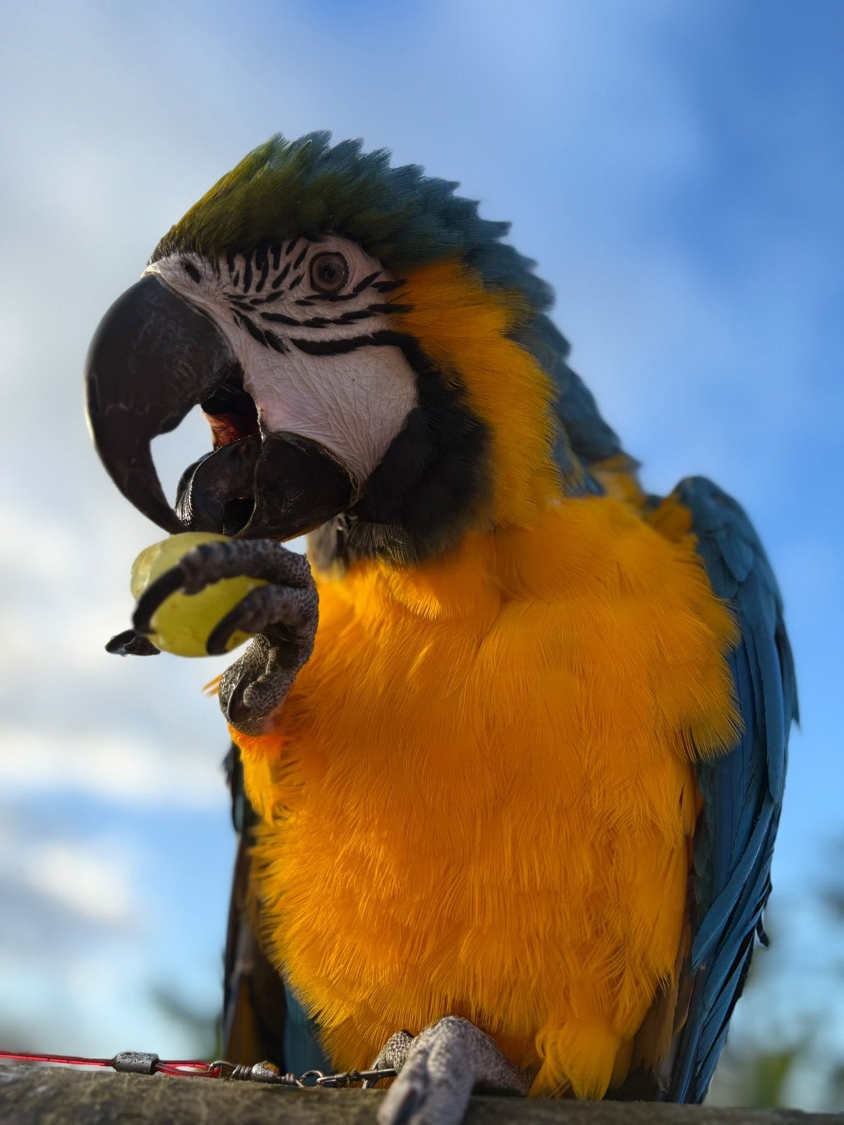 Lieve blauwgele ara Charlie – 3 jaar – tam & leergierig, Dieren en Toebehoren, Vrouwelijk, Papegaai, Pratend