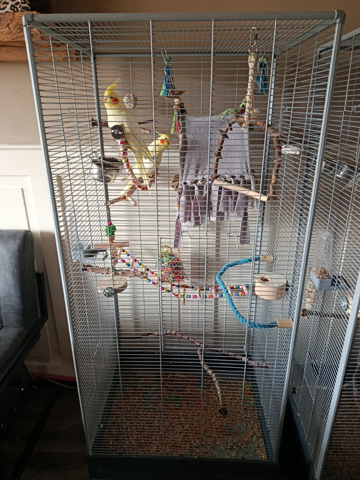 2 valkparkieten met kooi, Meerdere dieren, Dwergpapegaai of Agapornis