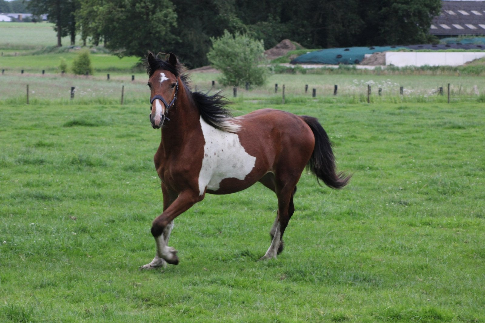 Barok pinto hengst, Hengst, 0 tot 2 jaar