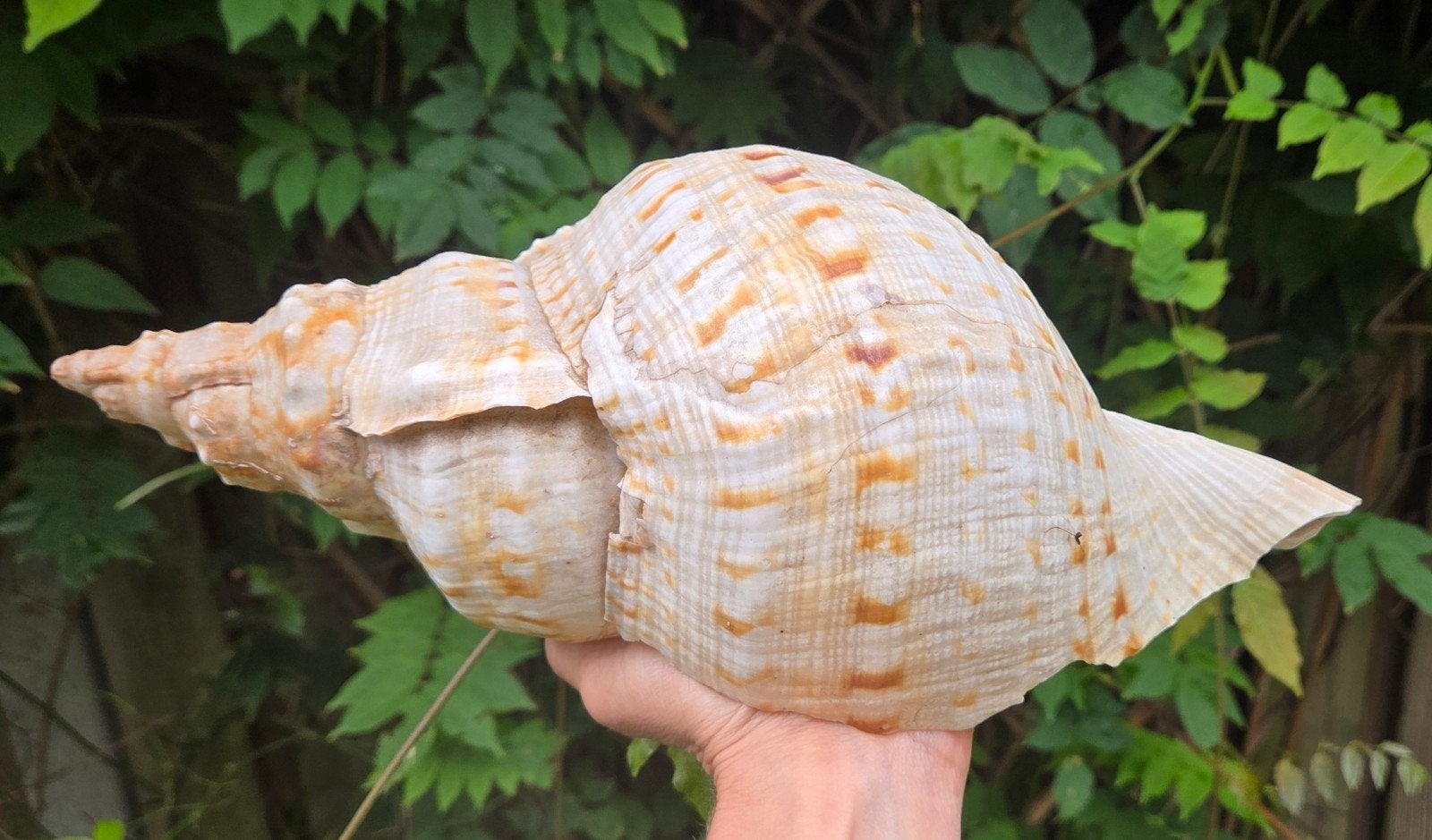 grote trompetschelp, Verzamelen, Mineralen en Fossielen, Ophalen of Verzenden