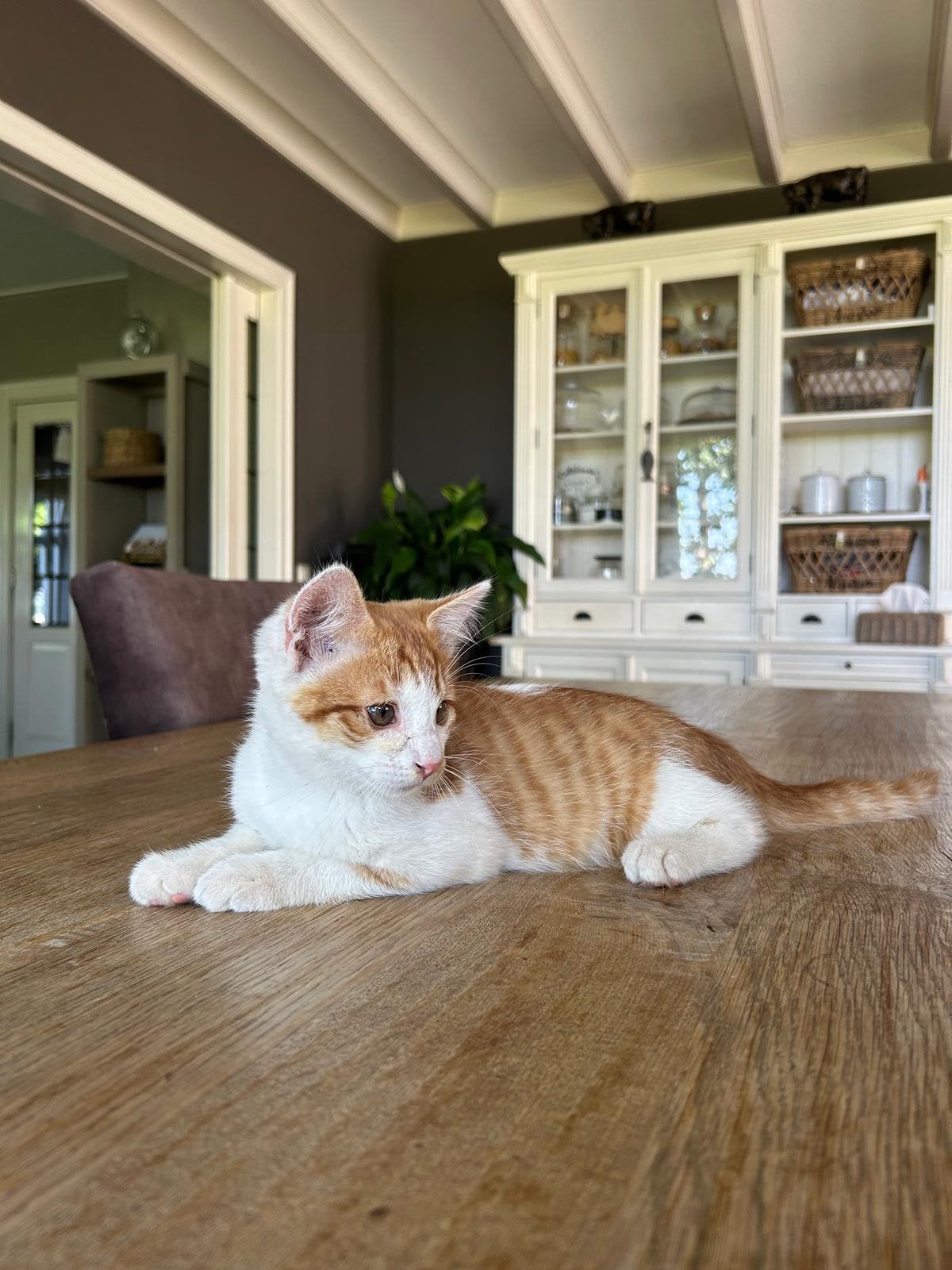 Jonge poesjes / Kittens, Meerdere dieren