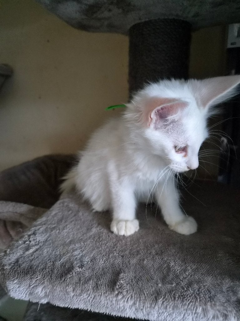 Main coon kittens, Meerdere dieren, Gechipt, 0 tot 2 jaar
