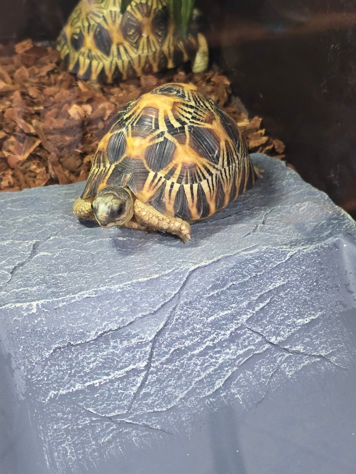 Prachtige stralenschildpadden (Astrochelys radiata) Tortoise photo 4