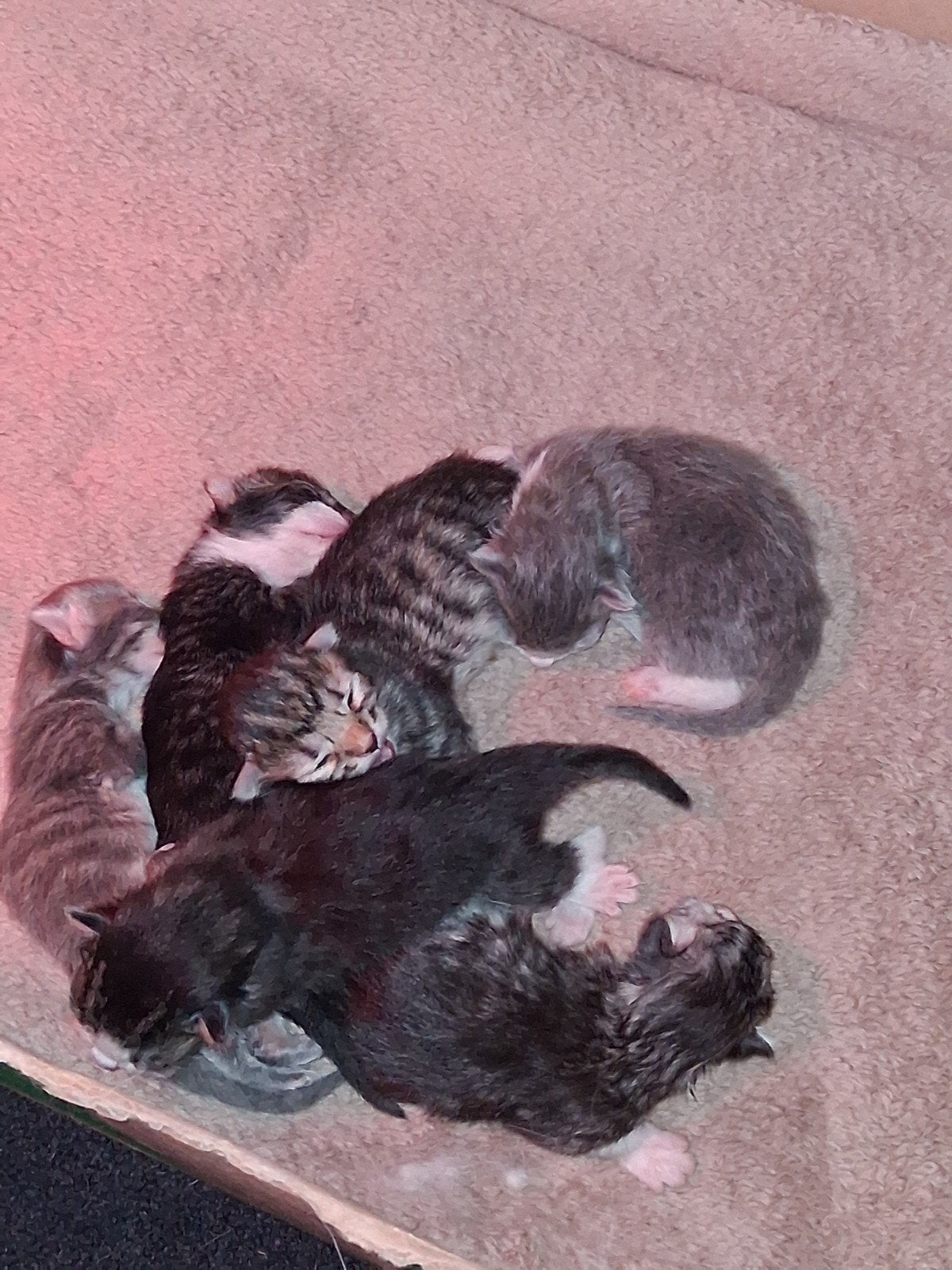 6 Siberische kittens, Meerdere dieren, Langharig, 0 tot 2 jaar