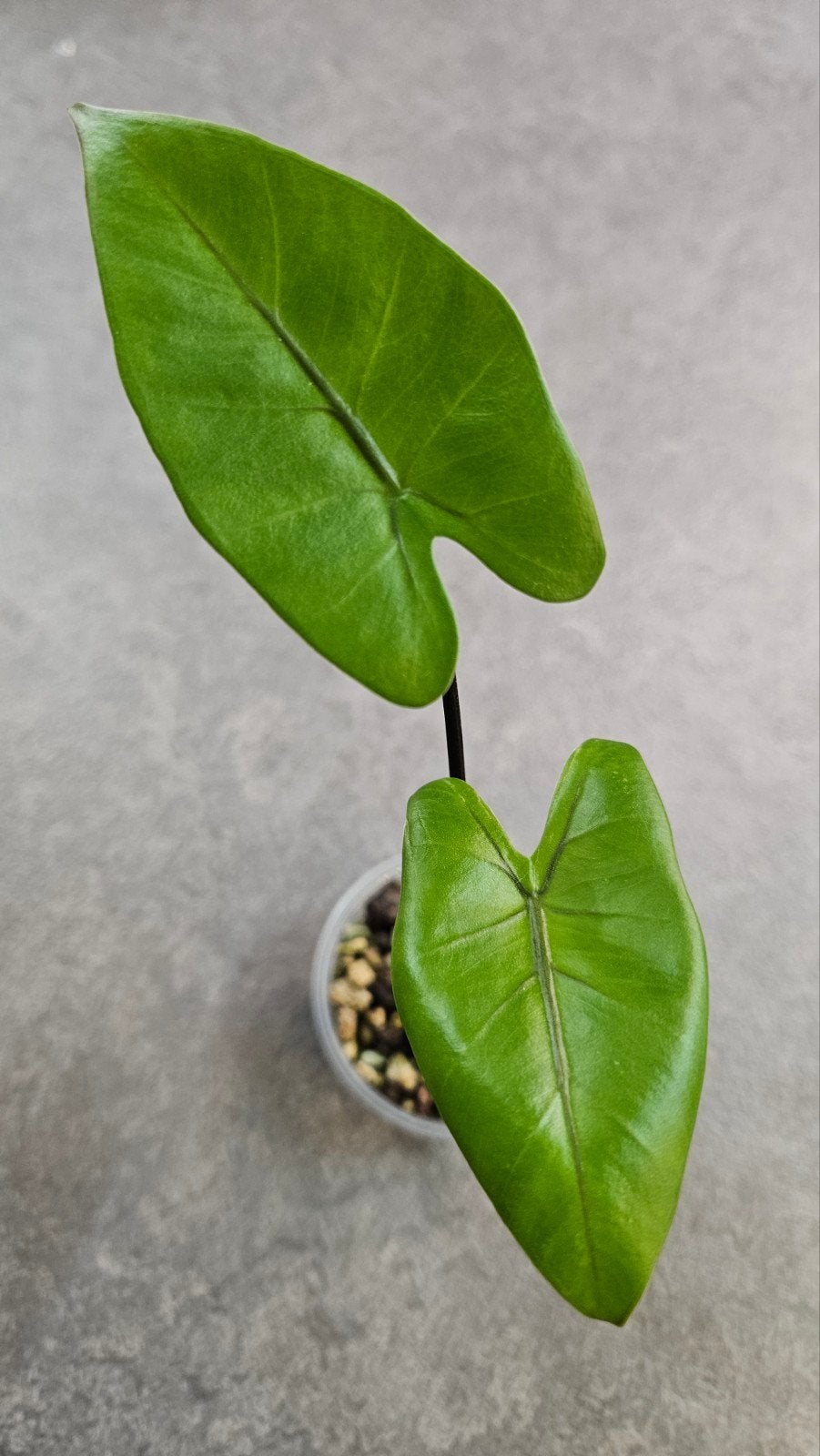 Alocasia macrorrhizos Black Stem, Ophalen of Verzenden, Halfschaduw, Minder dan 100 cm