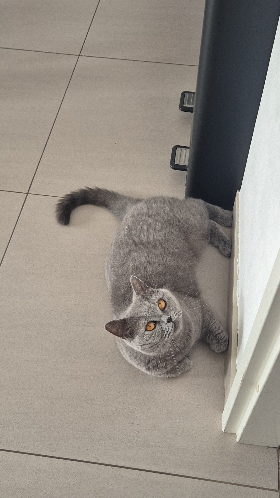 Zeer mooie britse korthaar haar blue. (Raszuiver)
Zeer mooie, Poes