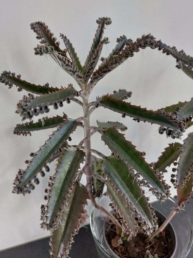 Mother of thousand (bommenwerper) kalanchoë stekjes, Vetplant, Ophalen of Verzenden, Minder dan 100 cm, Volle zon